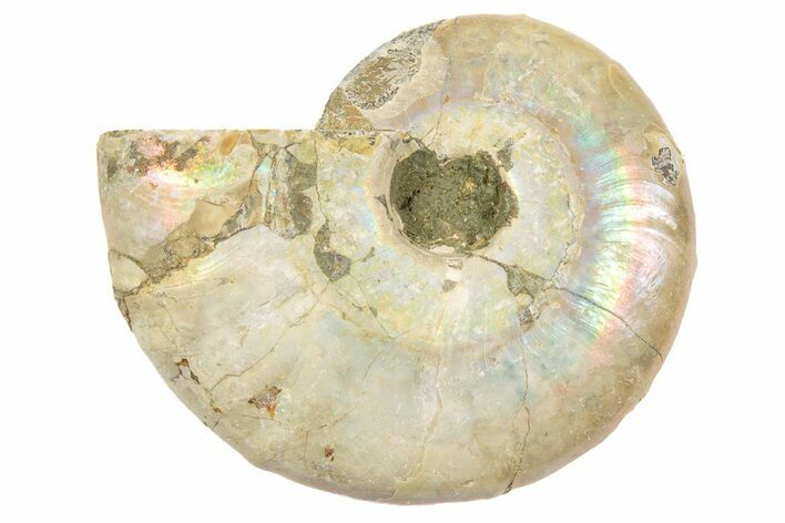 Silver, Iridescent Ammonite Fossil - Madagascar #191920